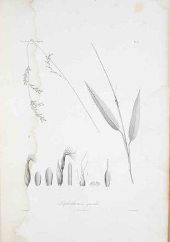 Reproducción/Reproduction 29929829820: Illustrationes florae novae hollandiae, sive icones generum quae in prodromo florae novae hollandiae et insulae van diemen descripsit robertus brown. Londini :Veneunt apud auctorem,1813