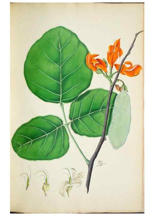 Reproducción/Reproduction 30225990865: Illustrationes florae novae hollandiae, sive icones generum quae in prodromo florae novae hollandiae et insulae van diemen descripsit robertus brown. Londini :Veneunt apud auctorem,1813