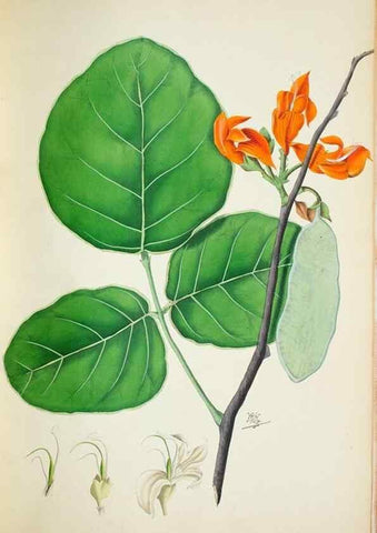Reproducción/Reproduction 30225990865: Illustrationes florae novae hollandiae, sive icones generum quae in prodromo florae novae hollandiae et insulae van diemen descripsit robertus brown. Londini :Veneunt apud auctorem,1813