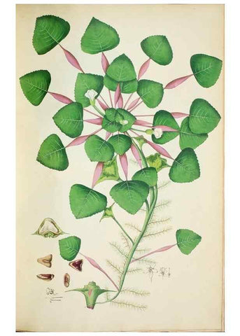 Reproducción/Reproduction 29929777630: Illustrationes florae novae hollandiae, sive icones generum quae in prodromo florae novae hollandiae et insulae van diemen descripsit robertus brown. Londini :Veneunt apud auctorem,1813