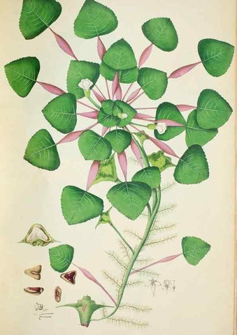 Reproducción/Reproduction 29929777630: Illustrationes florae novae hollandiae, sive icones generum quae in prodromo florae novae hollandiae et insulae van diemen descripsit robertus brown. Londini :Veneunt apud auctorem,1813