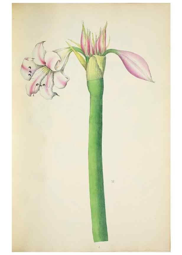 Reproducción/Reproduction 29596646783: Illustrationes florae novae hollandiae, sive icones generum quae in prodromo florae novae hollandiae et insulae van diemen descripsit robertus brown. Londini :Veneunt apud auctorem,1813