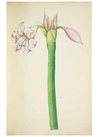 Reproducción/Reproduction 29596646783: Illustrationes florae novae hollandiae, sive icones generum quae in prodromo florae novae hollandiae et insulae van diemen descripsit robertus brown. Londini :Veneunt apud auctorem,1813