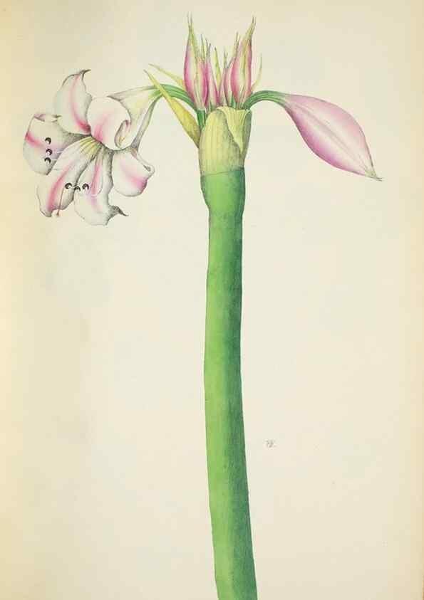 Reproducción/Reproduction 29596646783: Illustrationes florae novae hollandiae, sive icones generum quae in prodromo florae novae hollandiae et insulae van diemen descripsit robertus brown. Londini :Veneunt apud auctorem,1813