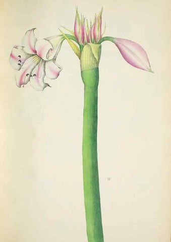 Reproducción/Reproduction 29596646783: Illustrationes florae novae hollandiae, sive icones generum quae in prodromo florae novae hollandiae et insulae van diemen descripsit robertus brown. Londini :Veneunt apud auctorem,1813