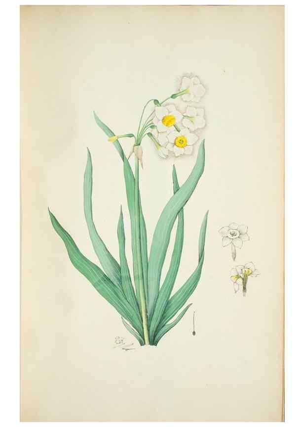 Reproducción/Reproduction 29595887414: Illustrationes florae novae hollandiae, sive icones generum quae in prodromo florae novae hollandiae et insulae van diemen descripsit robertus brown. Londini :Veneunt apud auctorem,1813