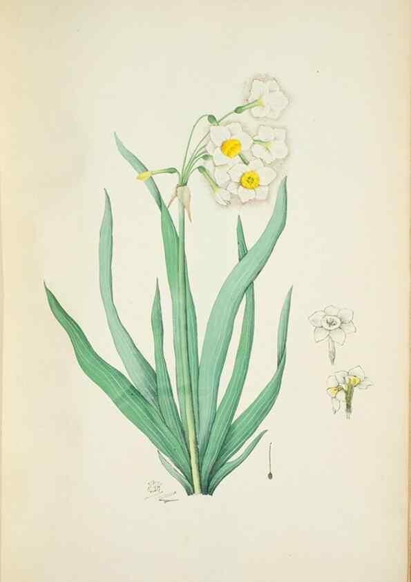 Reproducción/Reproduction 29595887414: Illustrationes florae novae hollandiae, sive icones generum quae in prodromo florae novae hollandiae et insulae van diemen descripsit robertus brown. Londini :Veneunt apud auctorem,1813