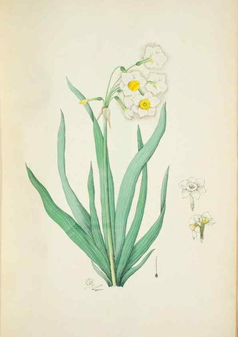 Reproducción/Reproduction 29595887414: Illustrationes florae novae hollandiae, sive icones generum quae in prodromo florae novae hollandiae et insulae van diemen descripsit robertus brown. Londini :Veneunt apud auctorem,1813