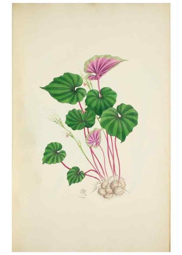 Reproducción/Reproduction 30191181286: Illustrationes florae novae hollandiae, sive icones generum quae in prodromo florae novae hollandiae et insulae van diemen descripsit robertus brown. Londini :Veneunt apud auctorem,1813