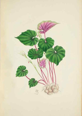 Reproducción/Reproduction 30191181286: Illustrationes florae novae hollandiae, sive icones generum quae in prodromo florae novae hollandiae et insulae van diemen descripsit robertus brown. Londini :Veneunt apud auctorem,1813