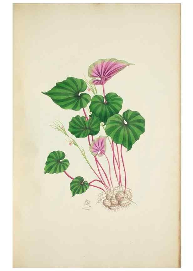 Reproducción/Reproduction 30191183606: Illustrationes florae novae hollandiae, sive icones generum quae in prodromo florae novae hollandiae et insulae van diemen descripsit robertus brown. Londini :Veneunt apud auctorem,1813