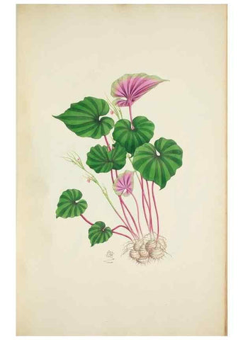 Reproducción/Reproduction 30191183606: Illustrationes florae novae hollandiae, sive icones generum quae in prodromo florae novae hollandiae et insulae van diemen descripsit robertus brown. Londini :Veneunt apud auctorem,1813