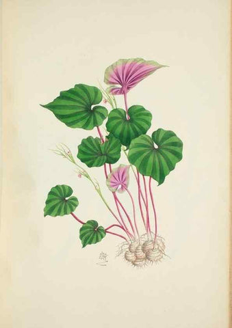 Reproducción/Reproduction 30191183606: Illustrationes florae novae hollandiae, sive icones generum quae in prodromo florae novae hollandiae et insulae van diemen descripsit robertus brown. Londini :Veneunt apud auctorem,1813