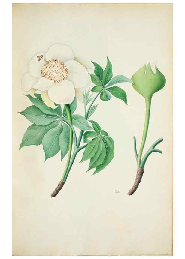 Reproducción/Reproduction 30111158872: Illustrationes florae novae hollandiae, sive icones generum quae in prodromo florae novae hollandiae et insulae van diemen descripsit robertus brown. Londini :Veneunt apud auctorem,1813