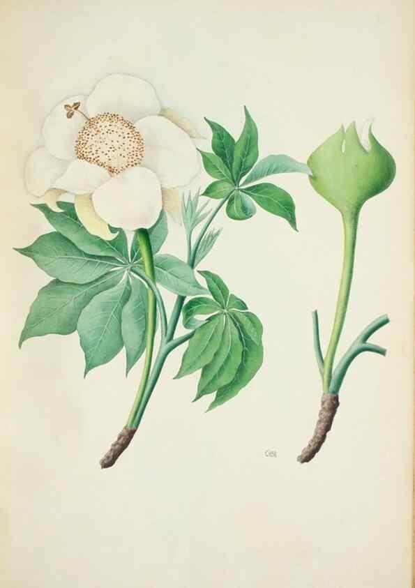 Reproducción/Reproduction 30111158872: Illustrationes florae novae hollandiae, sive icones generum quae in prodromo florae novae hollandiae et insulae van diemen descripsit robertus brown. Londini :Veneunt apud auctorem,1813