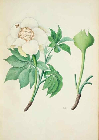 Reproducción/Reproduction 30111158872: Illustrationes florae novae hollandiae, sive icones generum quae in prodromo florae novae hollandiae et insulae van diemen descripsit robertus brown. Londini :Veneunt apud auctorem,1813