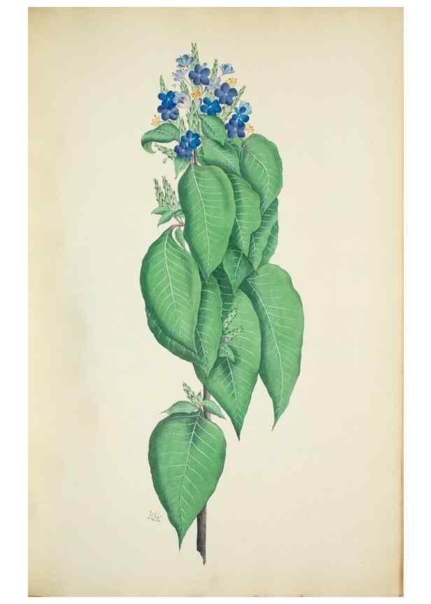 Reproducción/Reproduction 29929715350: Illustrationes florae novae hollandiae, sive icones generum quae in prodromo florae novae hollandiae et insulae van diemen descripsit robertus brown. Londini :Veneunt apud auctorem,1813