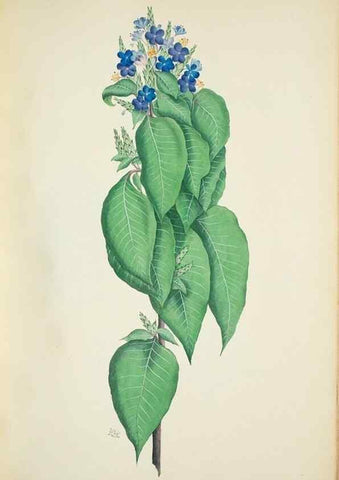 Reproducción/Reproduction 29929715350: Illustrationes florae novae hollandiae, sive icones generum quae in prodromo florae novae hollandiae et insulae van diemen descripsit robertus brown. Londini :Veneunt apud auctorem,1813