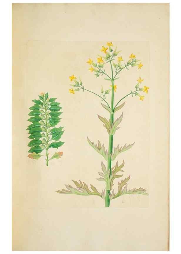Reproducción/Reproduction 29596600503: Illustrationes florae novae hollandiae, sive icones generum quae in prodromo florae novae hollandiae et insulae van diemen descripsit robertus brown. Londini :Veneunt apud auctorem,1813