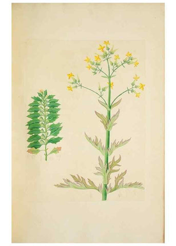 Reproducción/Reproduction 29596600503: Illustrationes florae novae hollandiae, sive icones generum quae in prodromo florae novae hollandiae et insulae van diemen descripsit robertus brown. Londini :Veneunt apud auctorem,1813