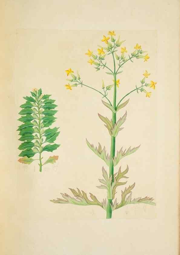 Reproducción/Reproduction 29596600503: Illustrationes florae novae hollandiae, sive icones generum quae in prodromo florae novae hollandiae et insulae van diemen descripsit robertus brown. Londini :Veneunt apud auctorem,1813