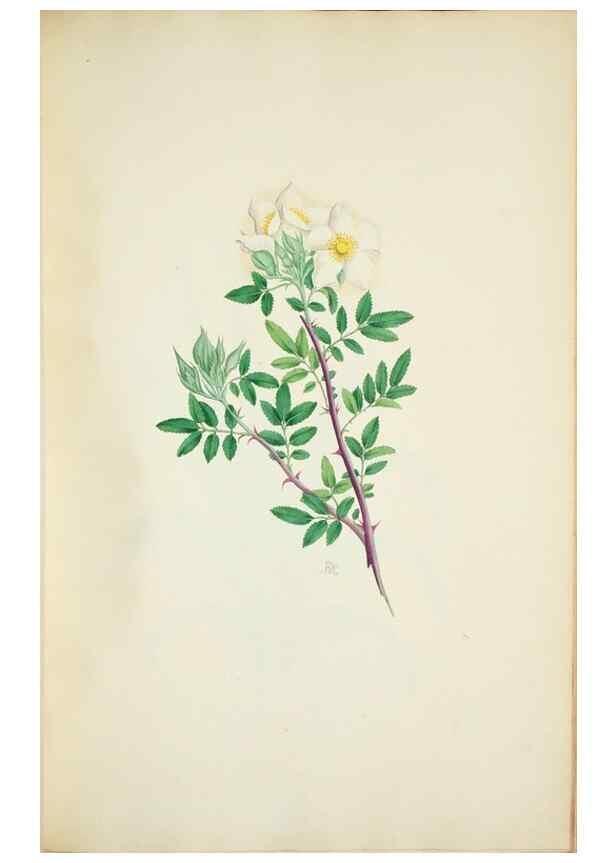 Reproducción/Reproduction 29596603933: Illustrationes florae novae hollandiae, sive icones generum quae in prodromo florae novae hollandiae et insulae van diemen descripsit robertus brown. Londini :Veneunt apud auctorem,1813