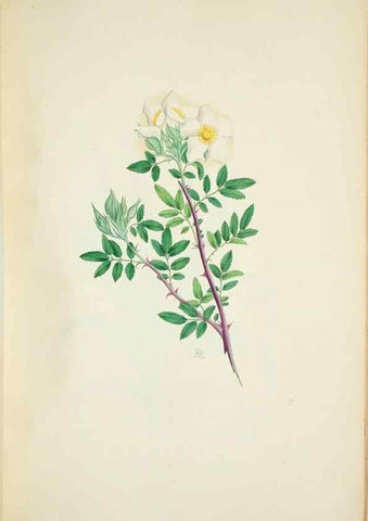 Reproducción/Reproduction 29596603933: Illustrationes florae novae hollandiae, sive icones generum quae in prodromo florae novae hollandiae et insulae van diemen descripsit robertus brown. Londini :Veneunt apud auctorem,1813