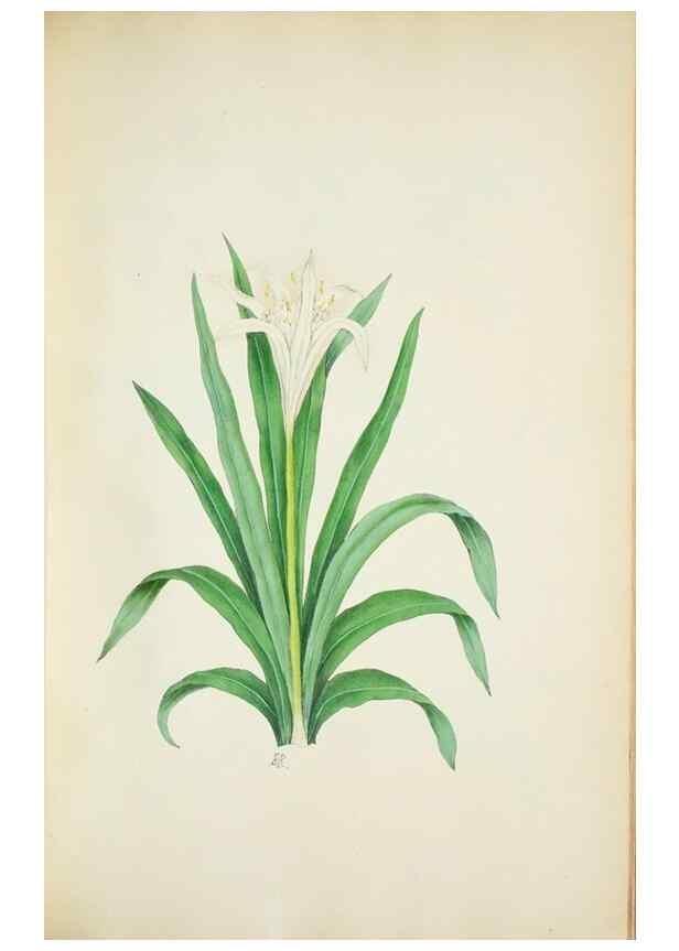 Reproducción/Reproduction 29929734770: Illustrationes florae novae hollandiae, sive icones generum quae in prodromo florae novae hollandiae et insulae van diemen descripsit robertus brown. Londini :Veneunt apud auctorem,1813