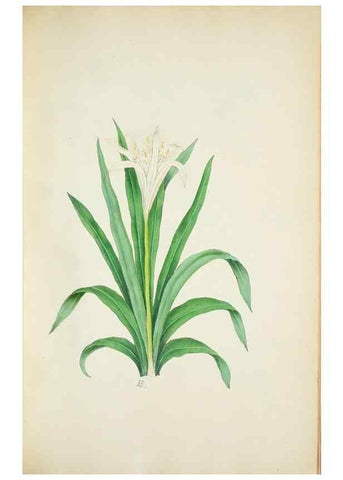 Reproducción/Reproduction 29929734770: Illustrationes florae novae hollandiae, sive icones generum quae in prodromo florae novae hollandiae et insulae van diemen descripsit robertus brown. Londini :Veneunt apud auctorem,1813