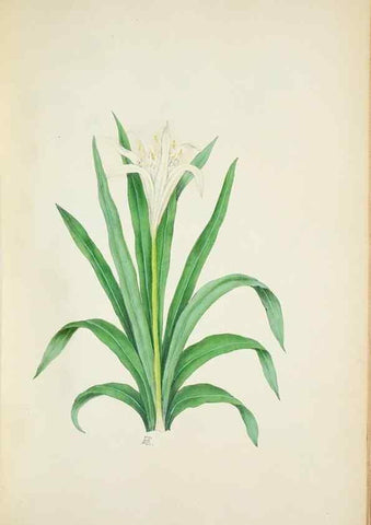Reproducción/Reproduction 29929734770: Illustrationes florae novae hollandiae, sive icones generum quae in prodromo florae novae hollandiae et insulae van diemen descripsit robertus brown. Londini :Veneunt apud auctorem,1813