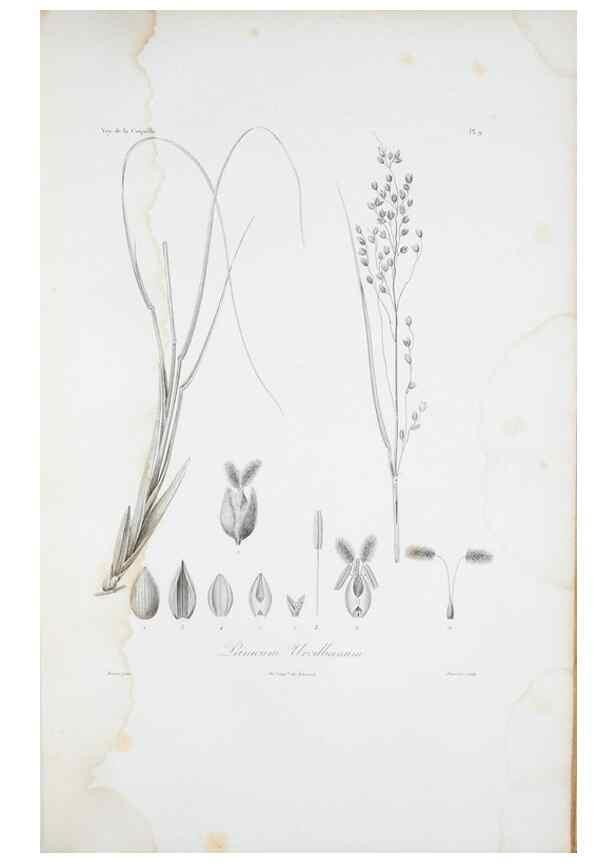 Reproducción/Reproduction 29595955304: Illustrationes florae novae hollandiae, sive icones generum quae in prodromo florae novae hollandiae et insulae van diemen descripsit robertus brown. Londini :Veneunt apud auctorem,1813