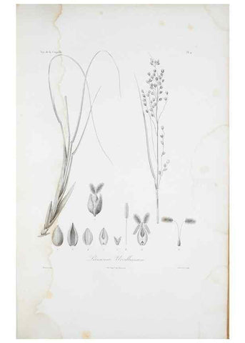Reproducción/Reproduction 29595955304: Illustrationes florae novae hollandiae, sive icones generum quae in prodromo florae novae hollandiae et insulae van diemen descripsit robertus brown. Londini :Veneunt apud auctorem,1813