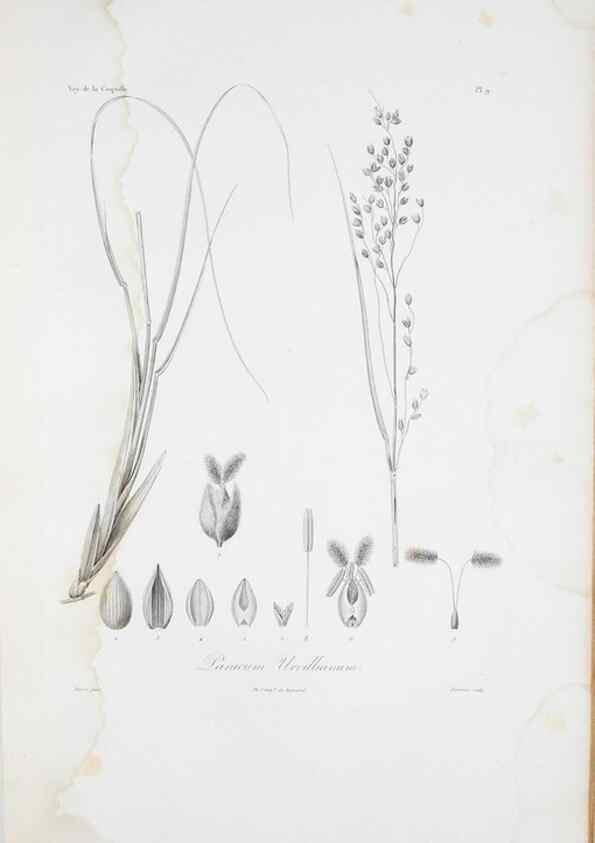 Reproducción/Reproduction 29595955304: Illustrationes florae novae hollandiae, sive icones generum quae in prodromo florae novae hollandiae et insulae van diemen descripsit robertus brown. Londini :Veneunt apud auctorem,1813