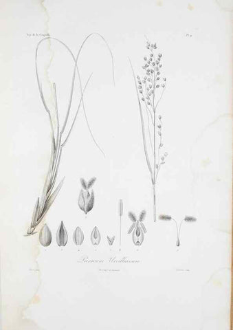 Reproducción/Reproduction 29595955304: Illustrationes florae novae hollandiae, sive icones generum quae in prodromo florae novae hollandiae et insulae van diemen descripsit robertus brown. Londini :Veneunt apud auctorem,1813