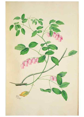 Reproducción/Reproduction 30111173692: Illustrationes florae novae hollandiae, sive icones generum quae in prodromo florae novae hollandiae et insulae van diemen descripsit robertus brown. Londini :Veneunt apud auctorem,1813