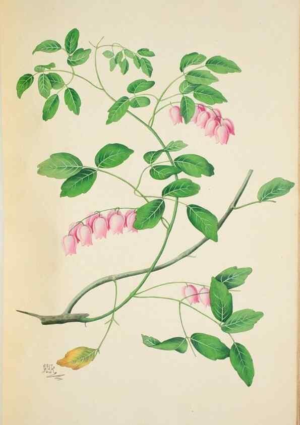 Reproducción/Reproduction 30111173692: Illustrationes florae novae hollandiae, sive icones generum quae in prodromo florae novae hollandiae et insulae van diemen descripsit robertus brown. Londini :Veneunt apud auctorem,1813