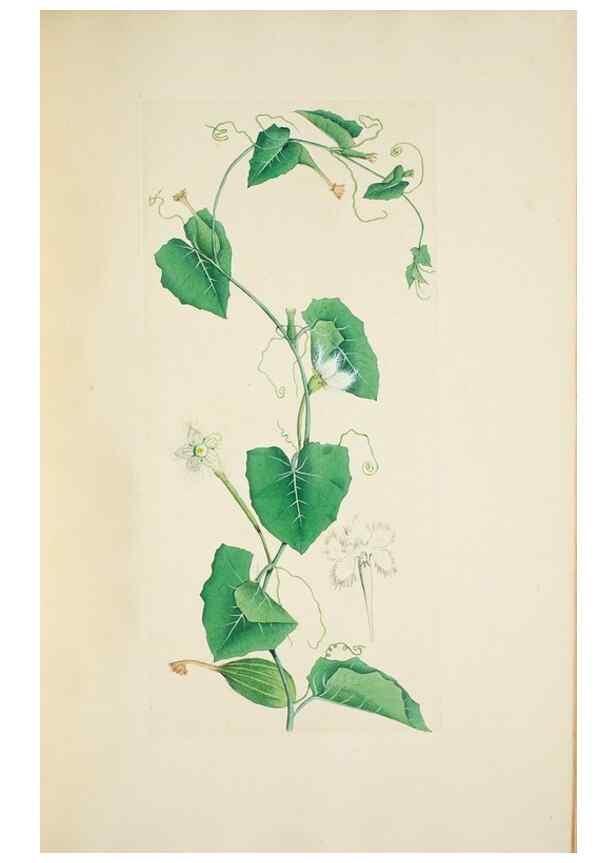 Reproducción/Reproduction 30111186682: Illustrationes florae novae hollandiae, sive icones generum quae in prodromo florae novae hollandiae et insulae van diemen descripsit robertus brown. Londini :Veneunt apud auctorem,1813