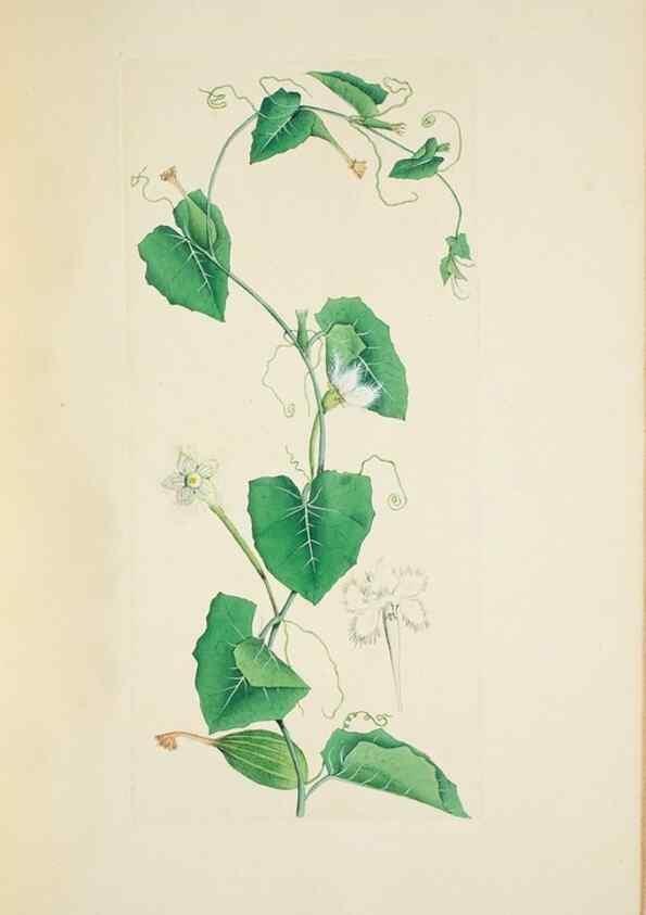 Reproducción/Reproduction 30111186682: Illustrationes florae novae hollandiae, sive icones generum quae in prodromo florae novae hollandiae et insulae van diemen descripsit robertus brown. Londini :Veneunt apud auctorem,1813