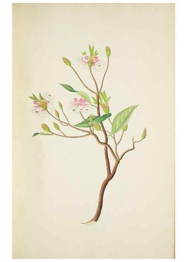 Reproducción/Reproduction 30225968365: Illustrationes florae novae hollandiae, sive icones generum quae in prodromo florae novae hollandiae et insulae van diemen descripsit robertus brown. Londini :Veneunt apud auctorem,1813