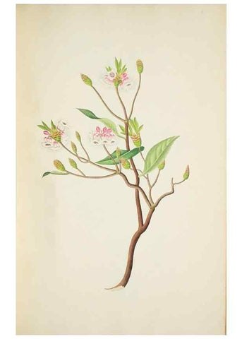 Reproducción/Reproduction 30225968365: Illustrationes florae novae hollandiae, sive icones generum quae in prodromo florae novae hollandiae et insulae van diemen descripsit robertus brown. Londini :Veneunt apud auctorem,1813