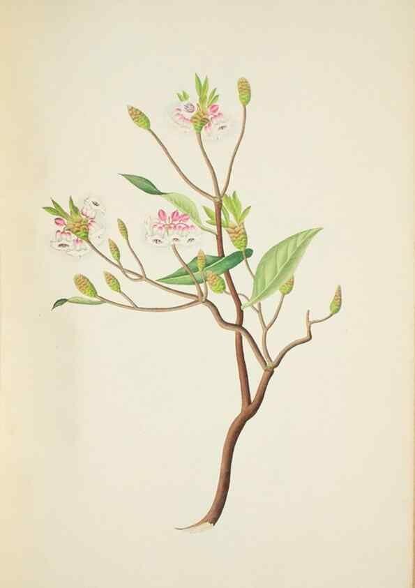 Reproducción/Reproduction 30225968365: Illustrationes florae novae hollandiae, sive icones generum quae in prodromo florae novae hollandiae et insulae van diemen descripsit robertus brown. Londini :Veneunt apud auctorem,1813