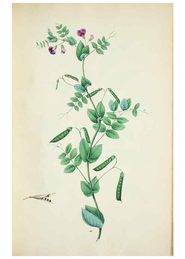 Reproducción/Reproduction 29596623103: Illustrationes florae novae hollandiae, sive icones generum quae in prodromo florae novae hollandiae et insulae van diemen descripsit robertus brown. Londini :Veneunt apud auctorem,1813