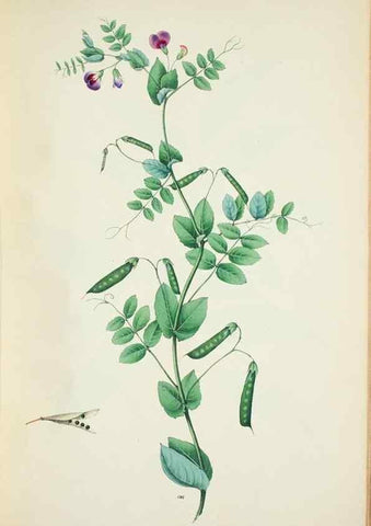 Reproducción/Reproduction 29596623103: Illustrationes florae novae hollandiae, sive icones generum quae in prodromo florae novae hollandiae et insulae van diemen descripsit robertus brown. Londini :Veneunt apud auctorem,1813