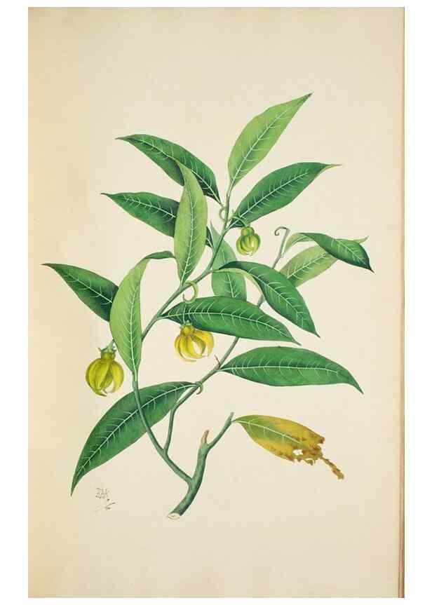 Reproducción/Reproduction 30140682261: Illustrationes florae novae hollandiae, sive icones generum quae in prodromo florae novae hollandiae et insulae van diemen descripsit robertus brown. Londini :Veneunt apud auctorem,1813