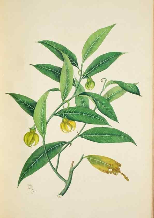 Reproducción/Reproduction 30140682261: Illustrationes florae novae hollandiae, sive icones generum quae in prodromo florae novae hollandiae et insulae van diemen descripsit robertus brown. Londini :Veneunt apud auctorem,1813