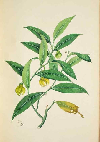 Reproducción/Reproduction 30140682261: Illustrationes florae novae hollandiae, sive icones generum quae in prodromo florae novae hollandiae et insulae van diemen descripsit robertus brown. Londini :Veneunt apud auctorem,1813