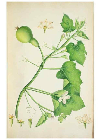 Reproducción/Reproduction 30140687301: Illustrationes florae novae hollandiae, sive icones generum quae in prodromo florae novae hollandiae et insulae van diemen descripsit robertus brown. Londini :Veneunt apud auctorem,1813
