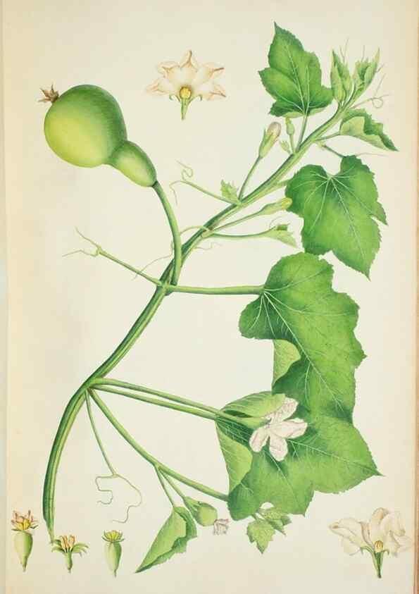 Reproducción/Reproduction 30140687301: Illustrationes florae novae hollandiae, sive icones generum quae in prodromo florae novae hollandiae et insulae van diemen descripsit robertus brown. Londini :Veneunt apud auctorem,1813