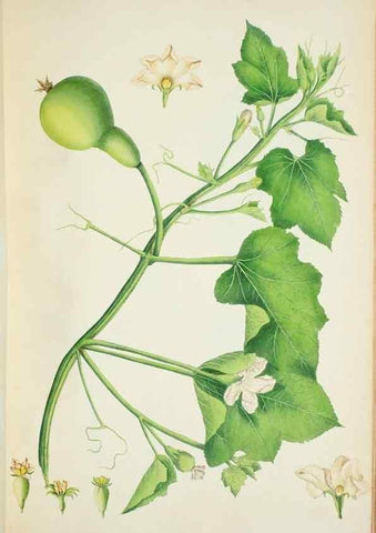 Reproducción/Reproduction 30140687301: Illustrationes florae novae hollandiae, sive icones generum quae in prodromo florae novae hollandiae et insulae van diemen descripsit robertus brown. Londini :Veneunt apud auctorem,1813