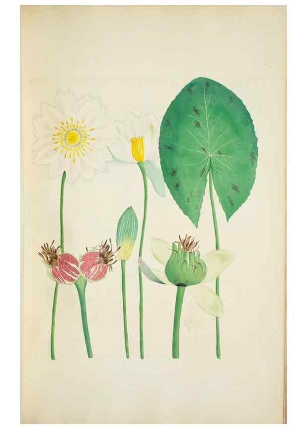 Reproducción/Reproduction 29596635483: Illustrationes florae novae hollandiae, sive icones generum quae in prodromo florae novae hollandiae et insulae van diemen descripsit robertus brown. Londini :Veneunt apud auctorem,1813